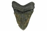Fossil Megalodon Tooth - South Carolina #168142-1